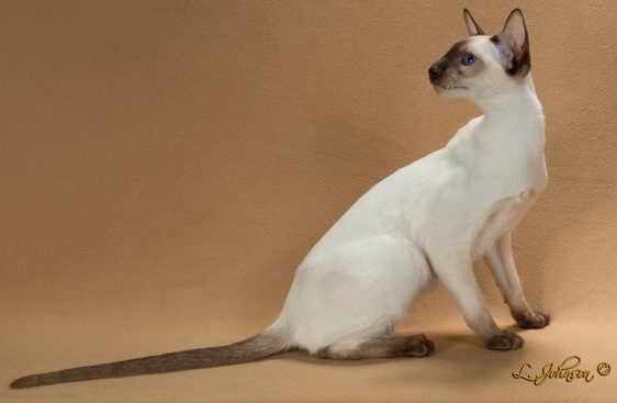 Chat Awhile Siamese And Colorpoint Shorthairs Focused On Personality Health And Beauty